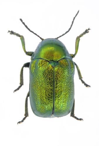 Cryptocephalus aureolus